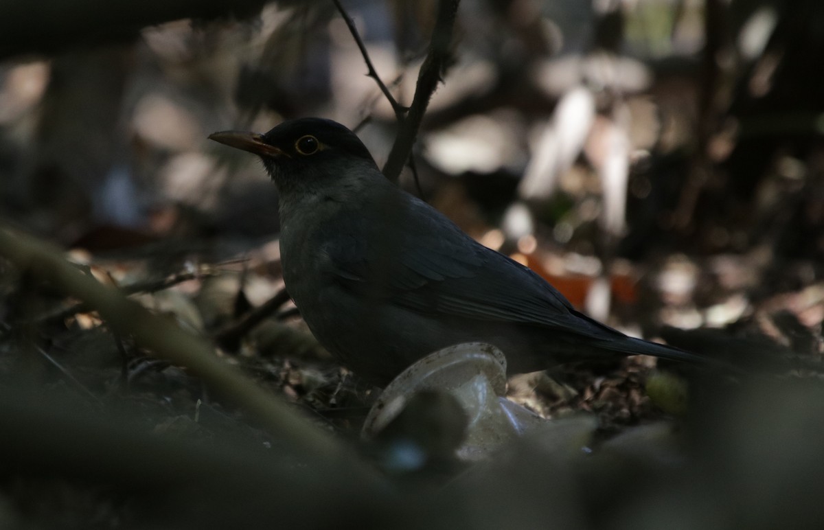 Indian Blackbird - ML206605411