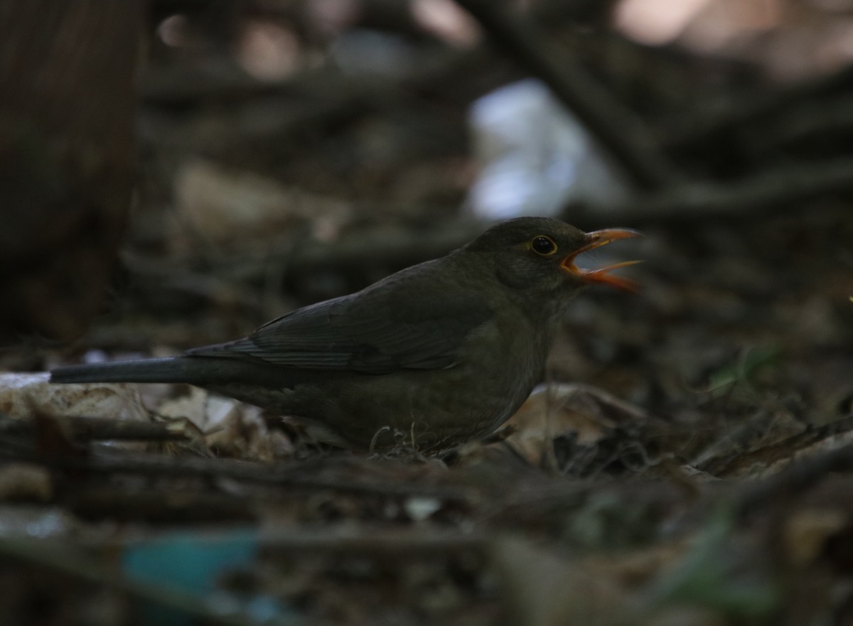 Indian Blackbird - ML206605561