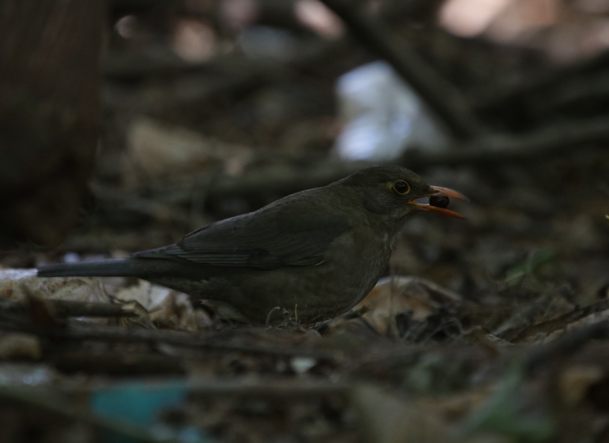 Indian Blackbird - ML206605631
