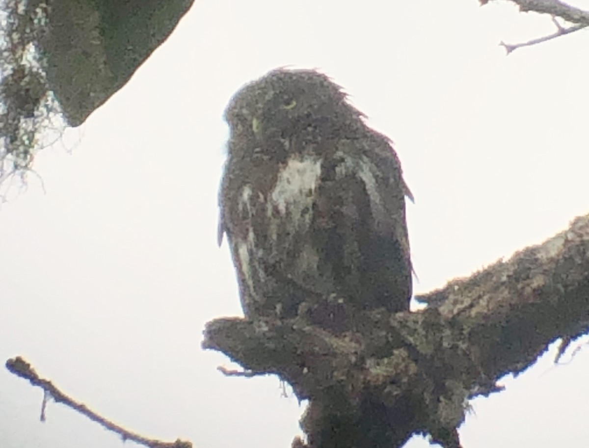 Costa Rican Pygmy-Owl - ML206606171