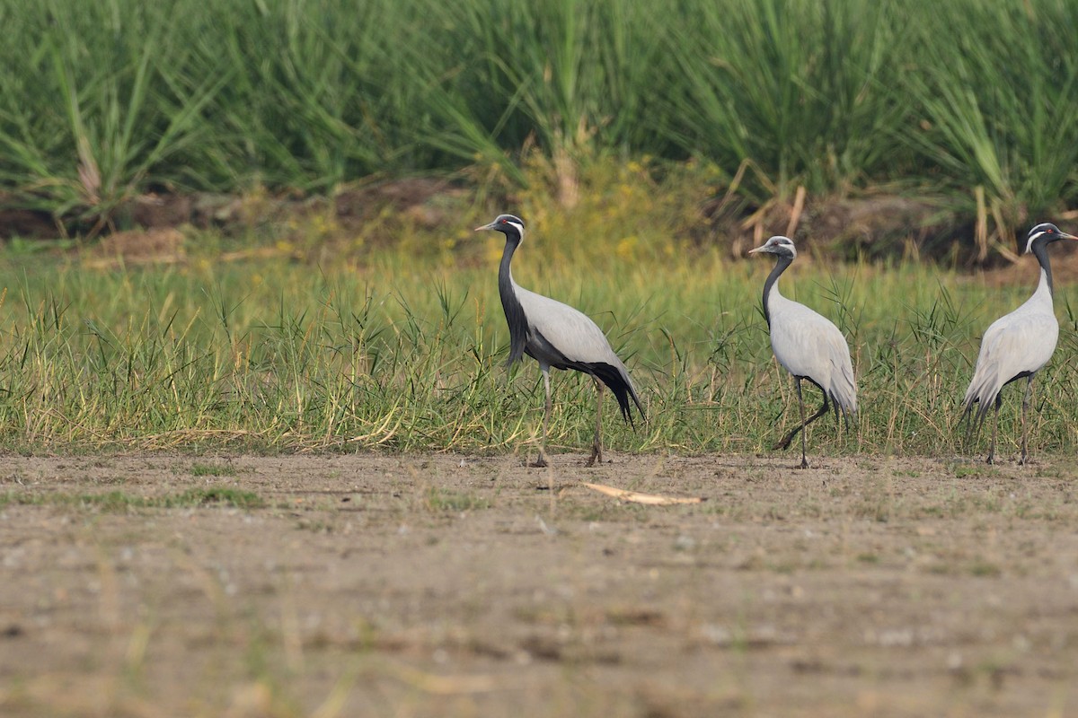 Demoiselle Crane - ML206607091