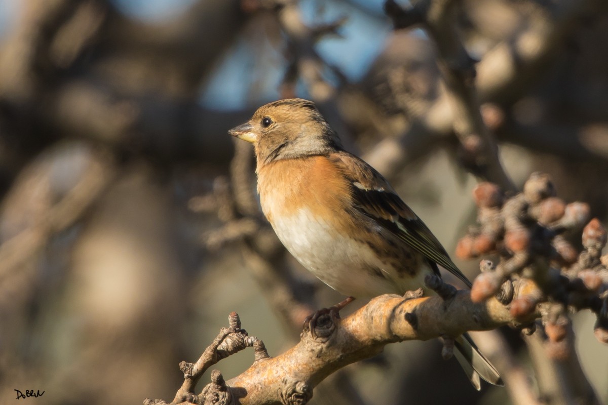 Brambling - ML206607191