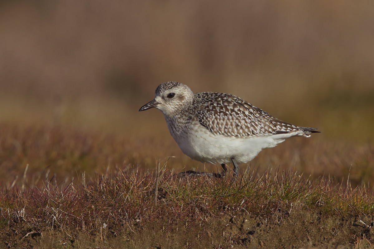 Black-bellied Plover - ML206609551