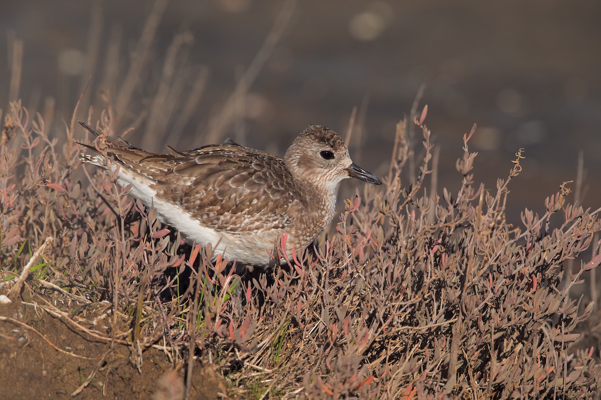 Black-bellied Plover - ML206609621