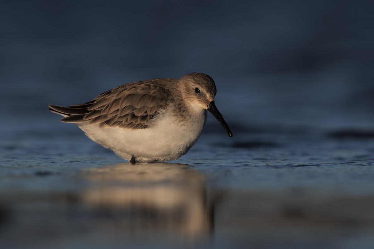 Dunlin - ML206609801