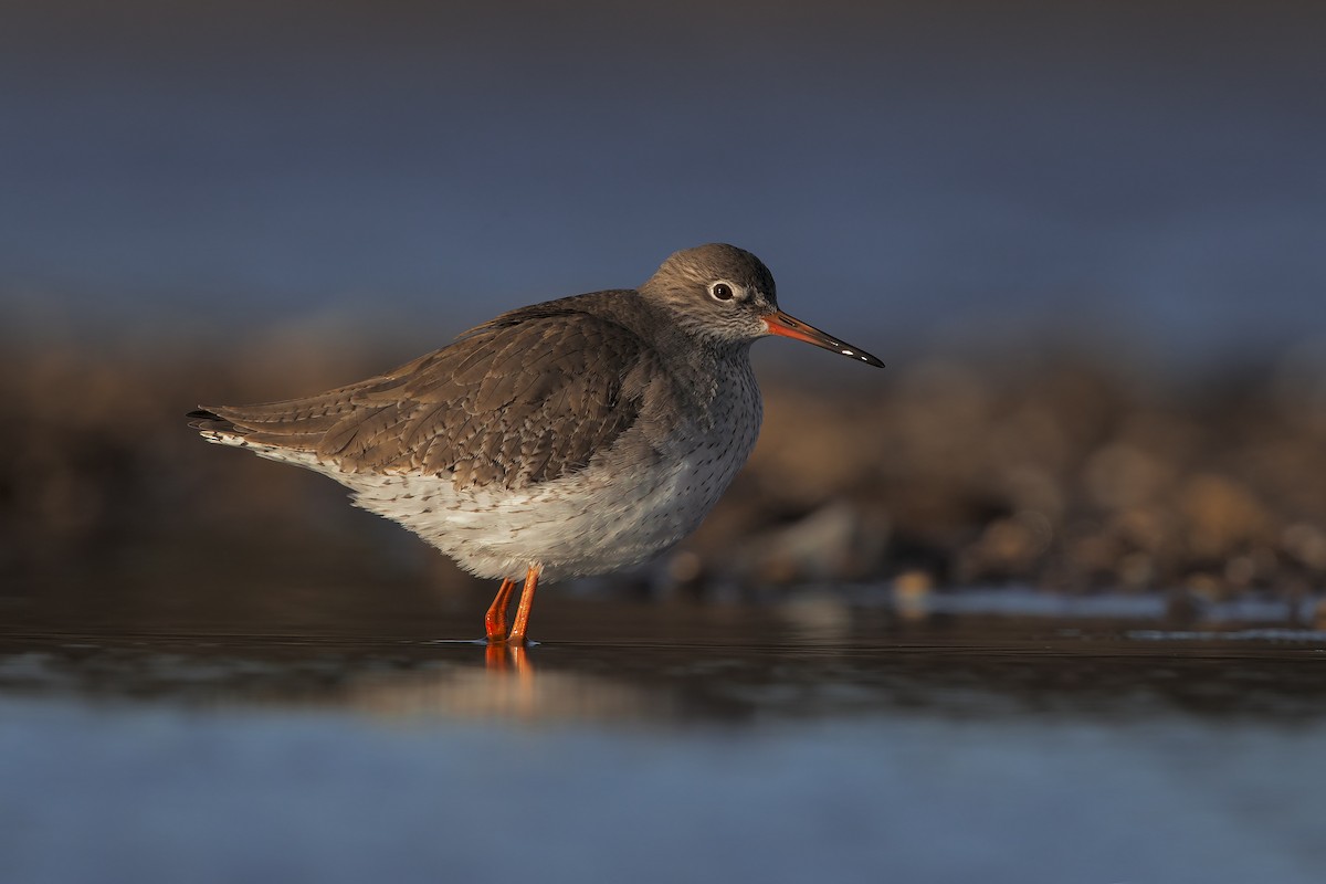 Common Redshank - ML206609851