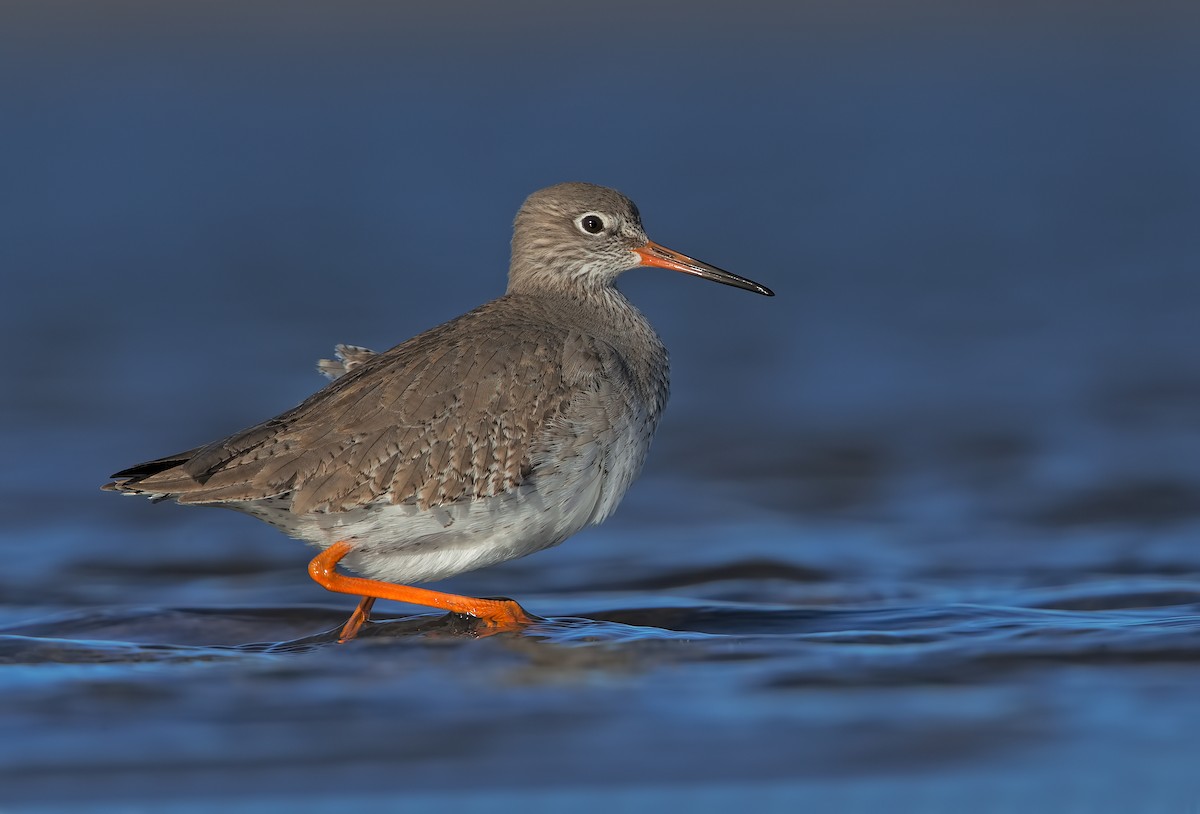 Common Redshank - ML206609901