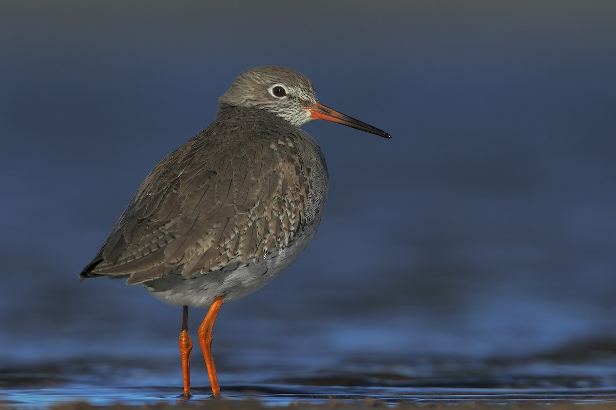 Common Redshank - ML206609911