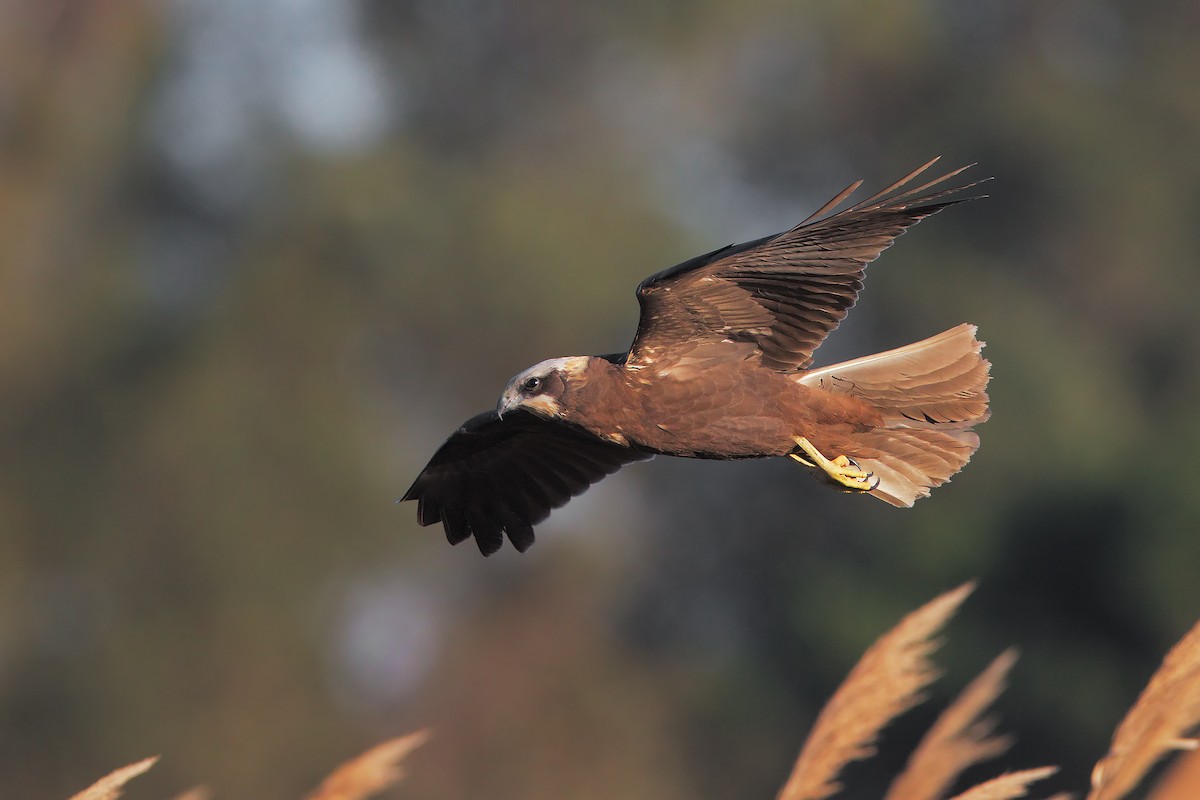 Western Marsh Harrier - ML206609971