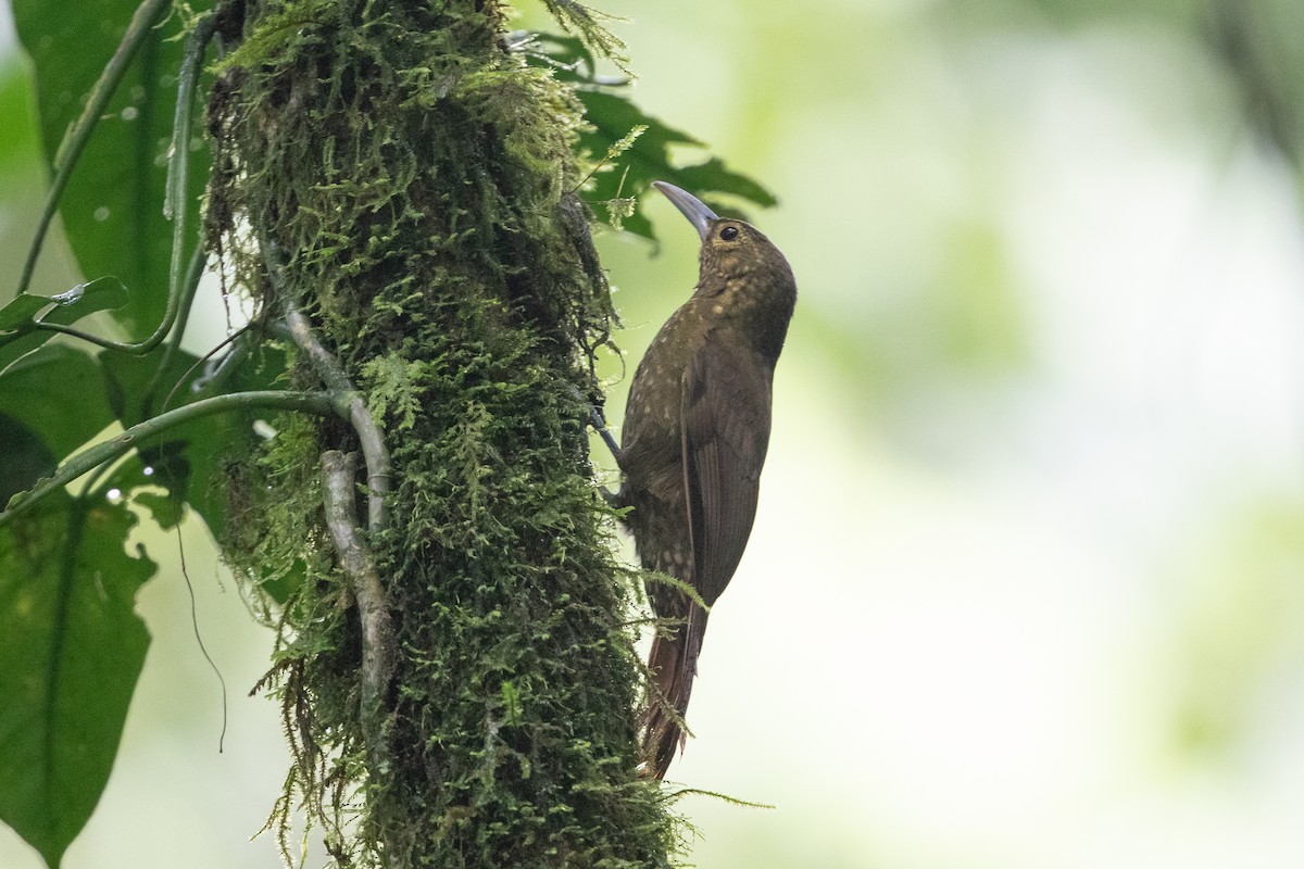 Spotted Woodcreeper - ML206610801
