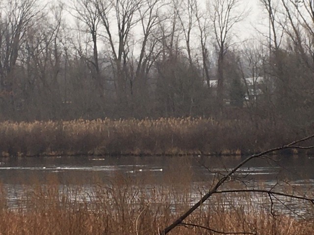 Blue-winged Teal - ML206611321