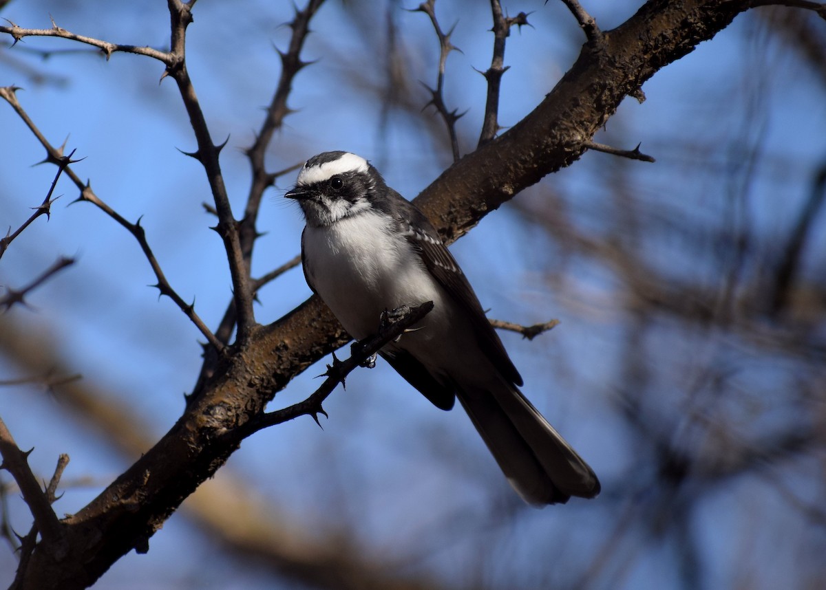 White-browed Fantail - Anand Krishnan