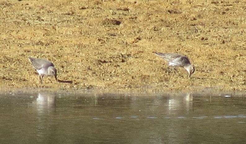 Dunlin - Roger Woodruff