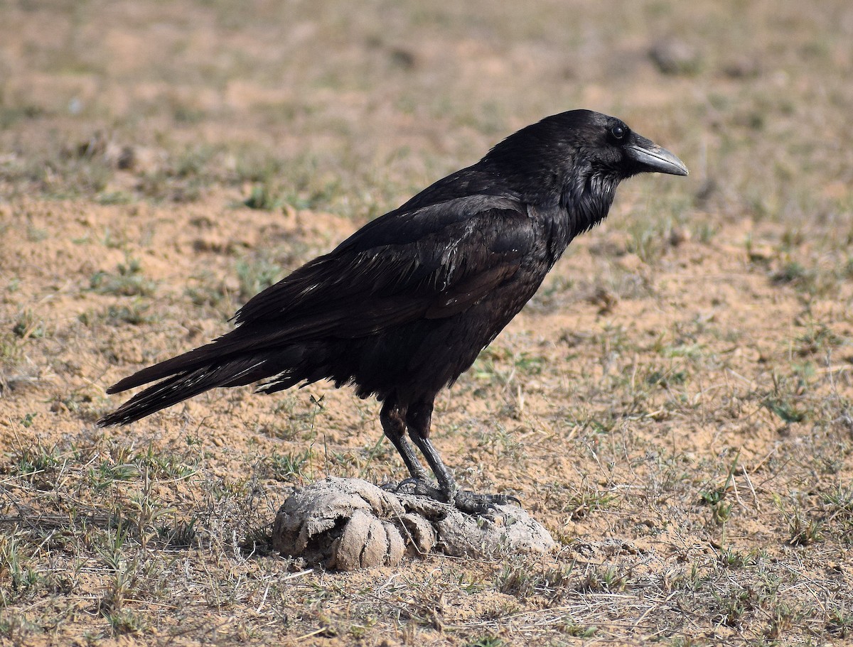 Common Raven - Anand Krishnan