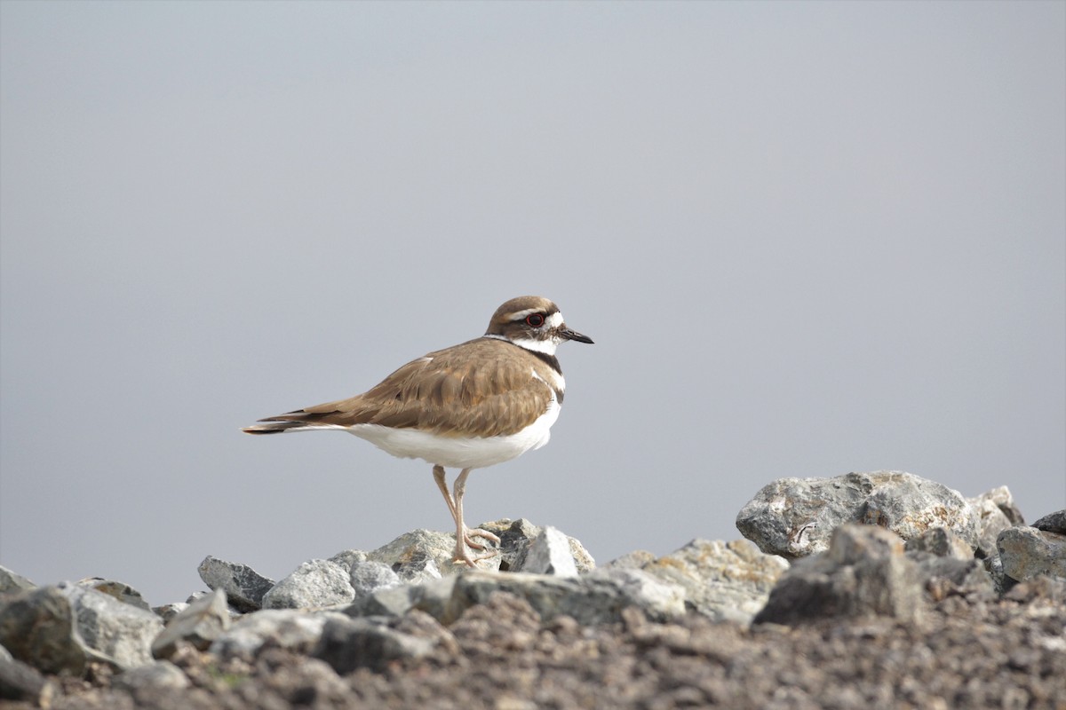 Killdeer - ML206615621