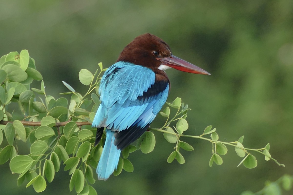 White-throated Kingfisher - ML206617831