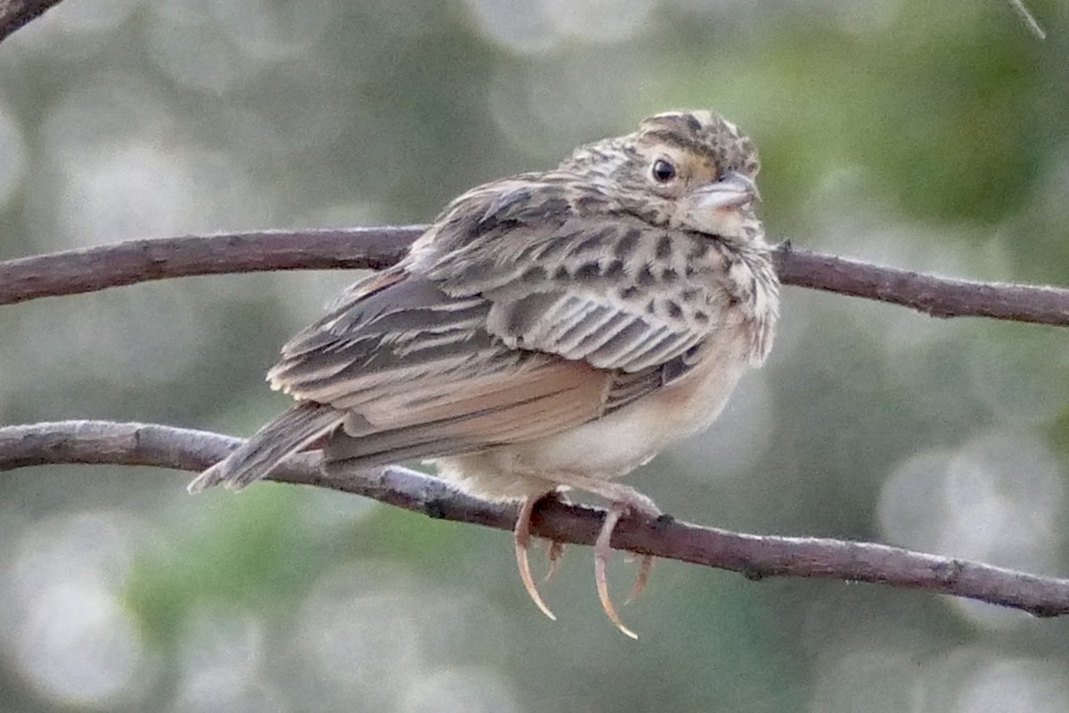 Jerdon's Bushlark - ML206618251