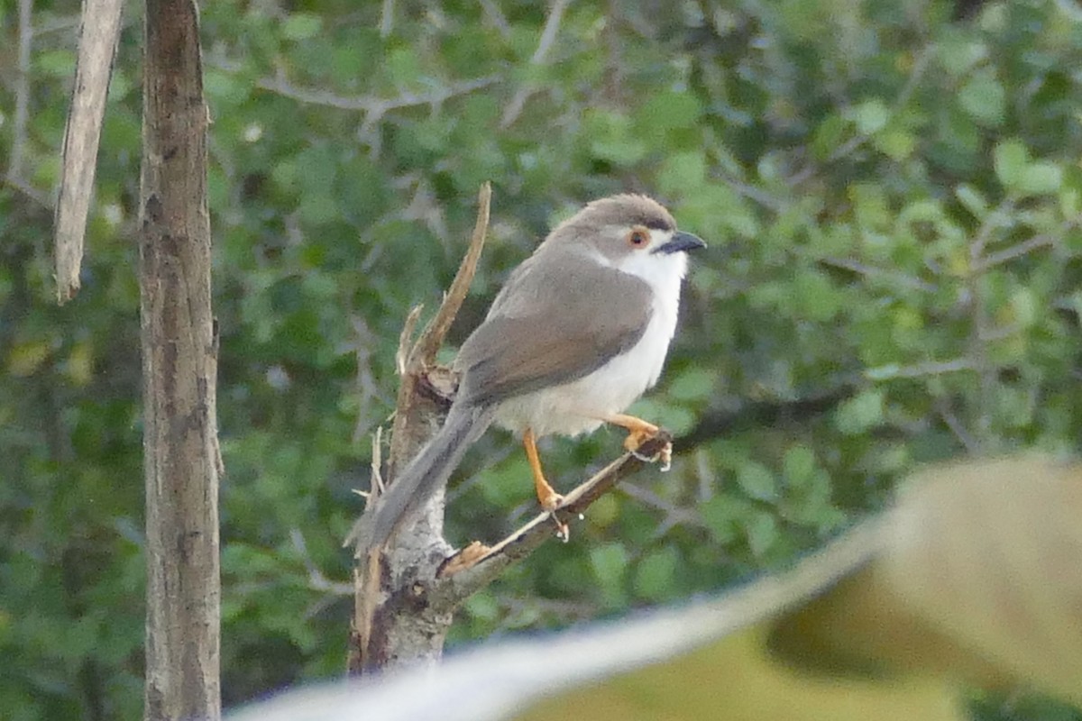 Yellow-eyed Babbler - ML206618271