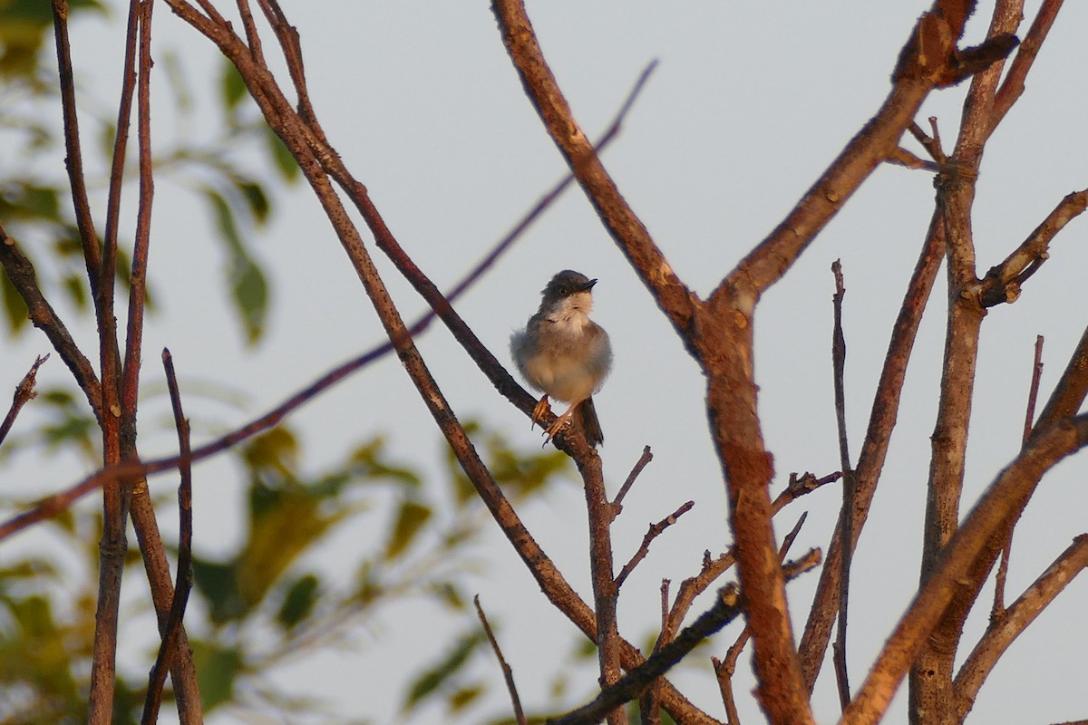 Gray-breasted Prinia - ML206618331