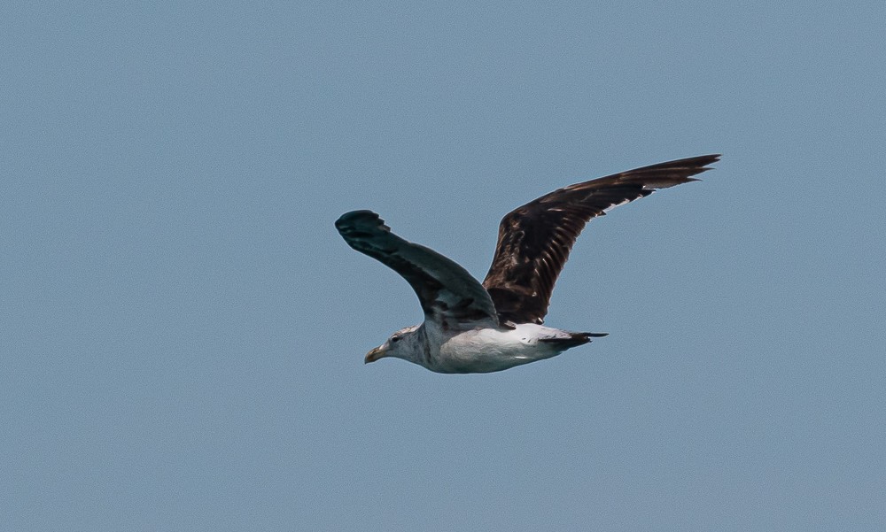 Kelp Gull - ML206619811