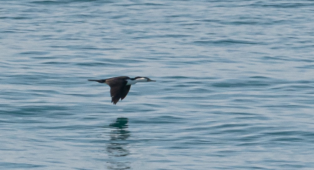 Pied Cormorant - ML206619871