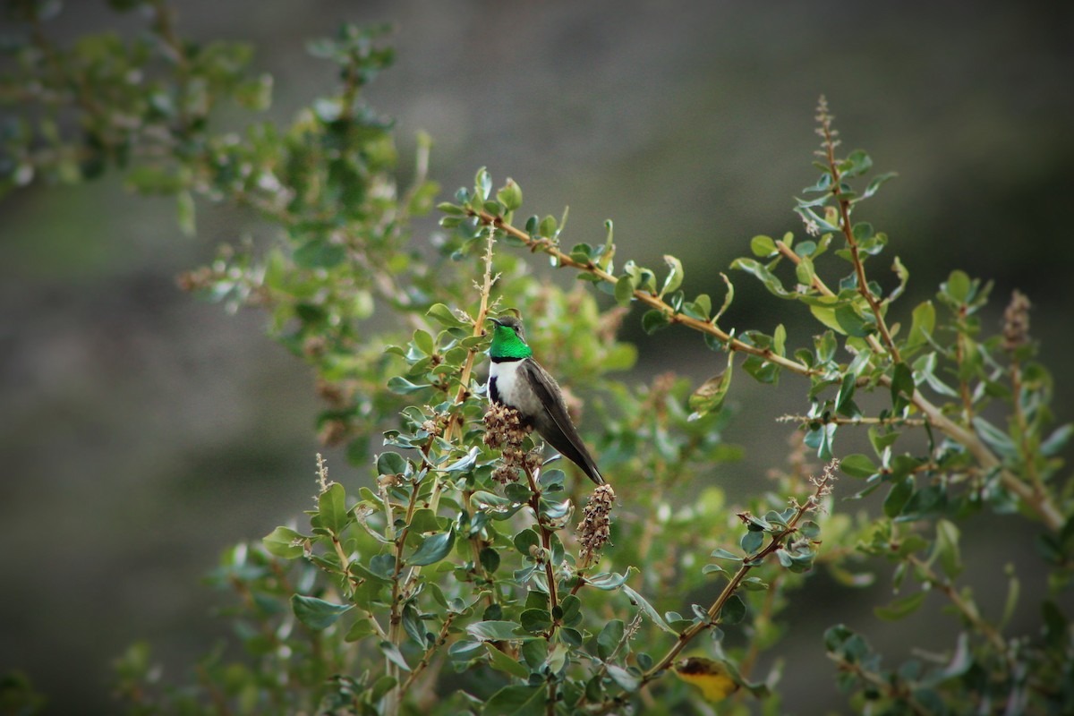 Colibri à flancs blancs - ML20662121