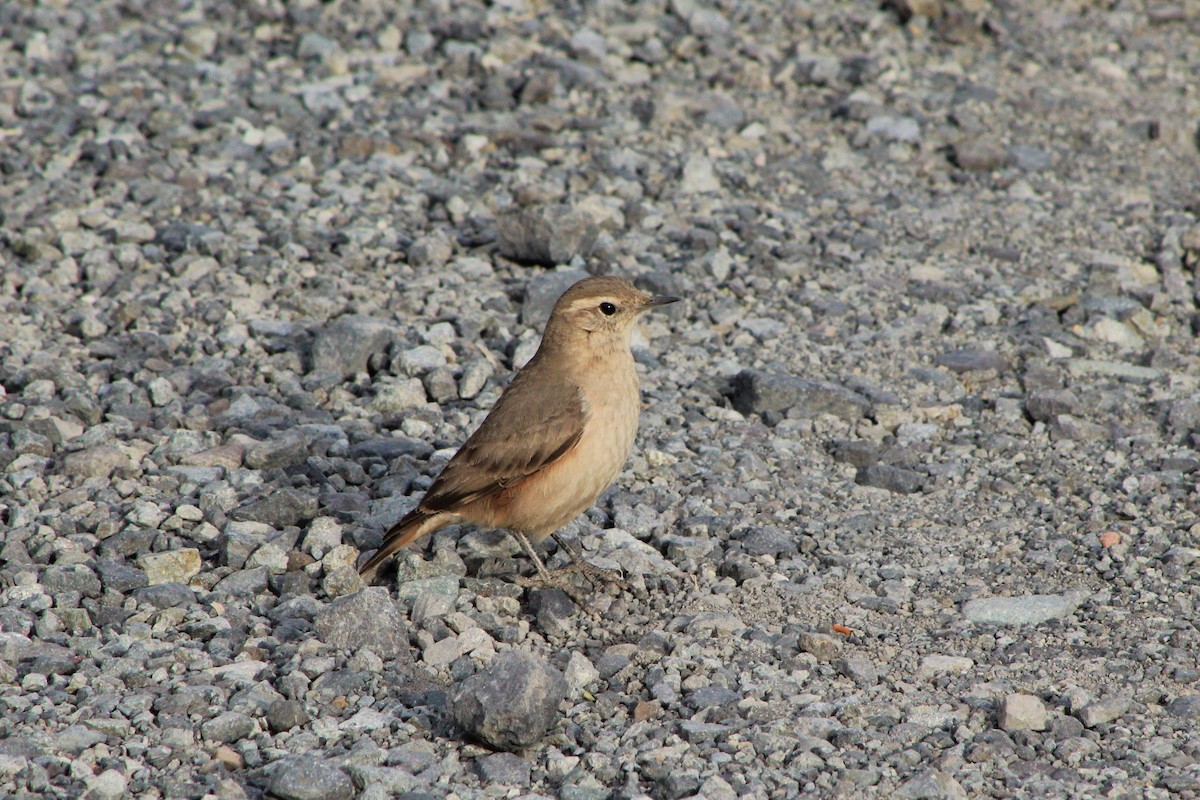 Rufous-banded Miner - ML20662171