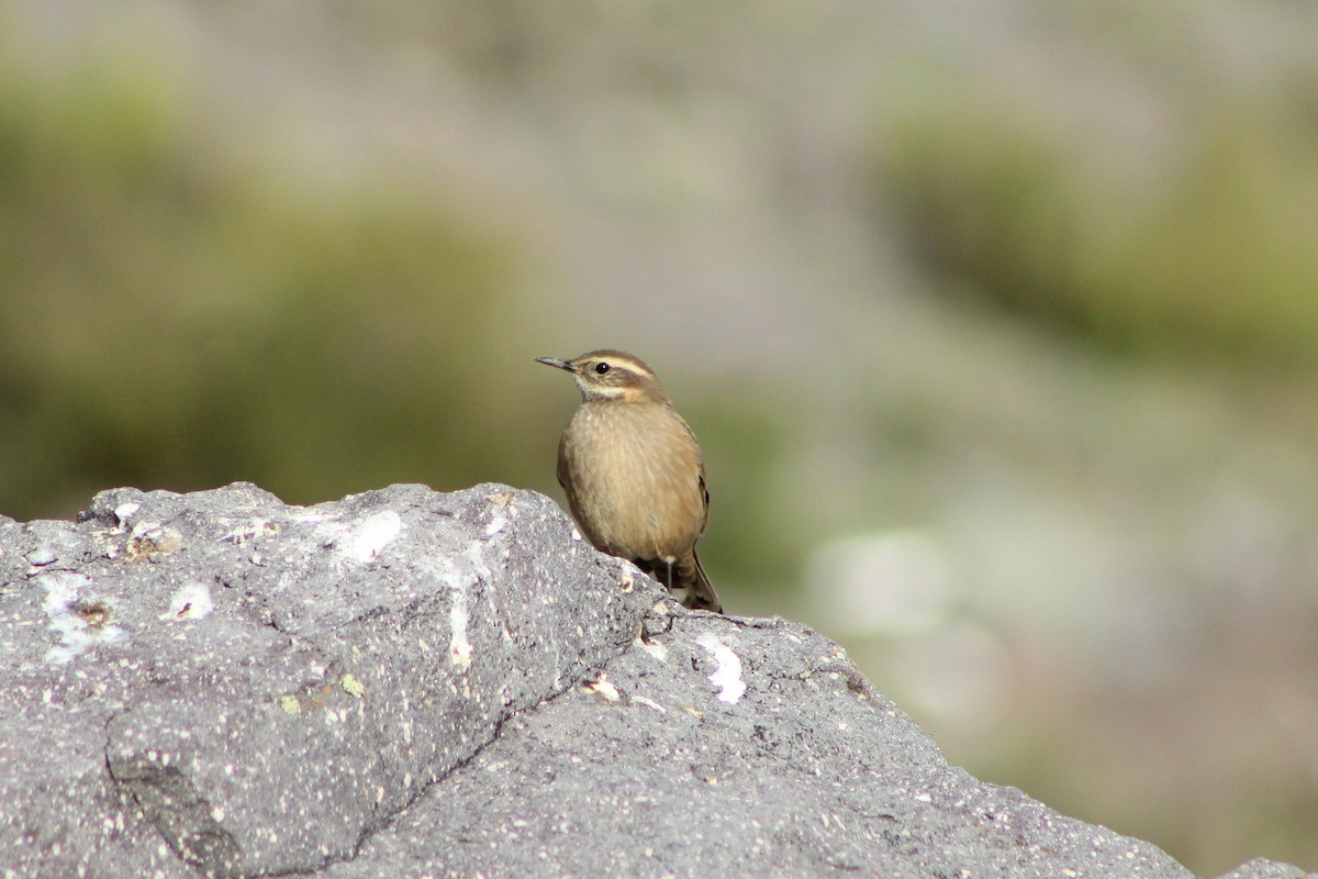 Buff-winged Cinclodes - Matías Garrido 🐧