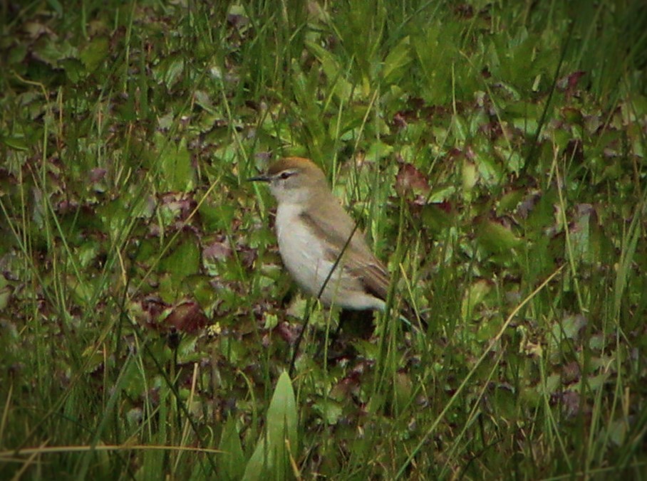 White-browed Ground-Tyrant - Matías Garrido 🐧