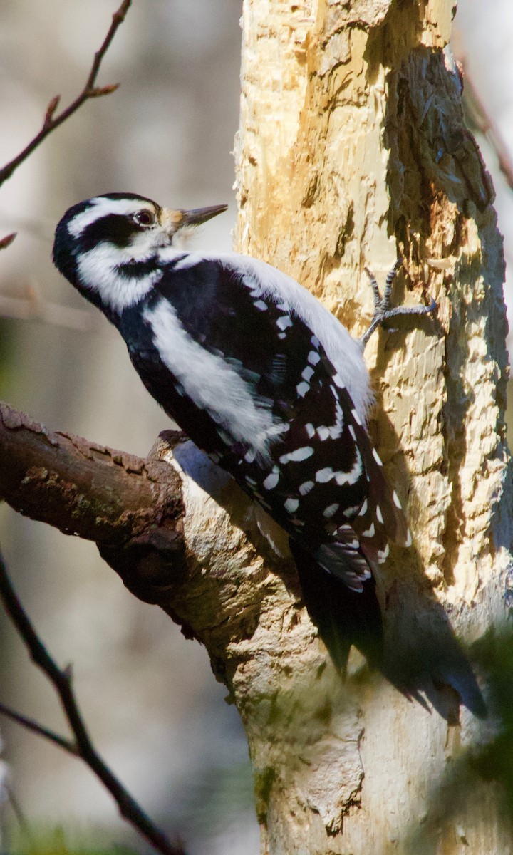 Downy Woodpecker - ML206623261