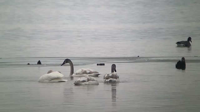 Trumpeter Swan - ML206623681