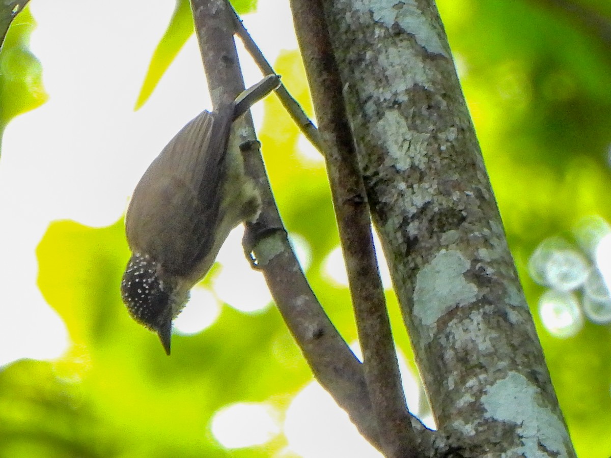 Olivaceous Piculet - ML206627521