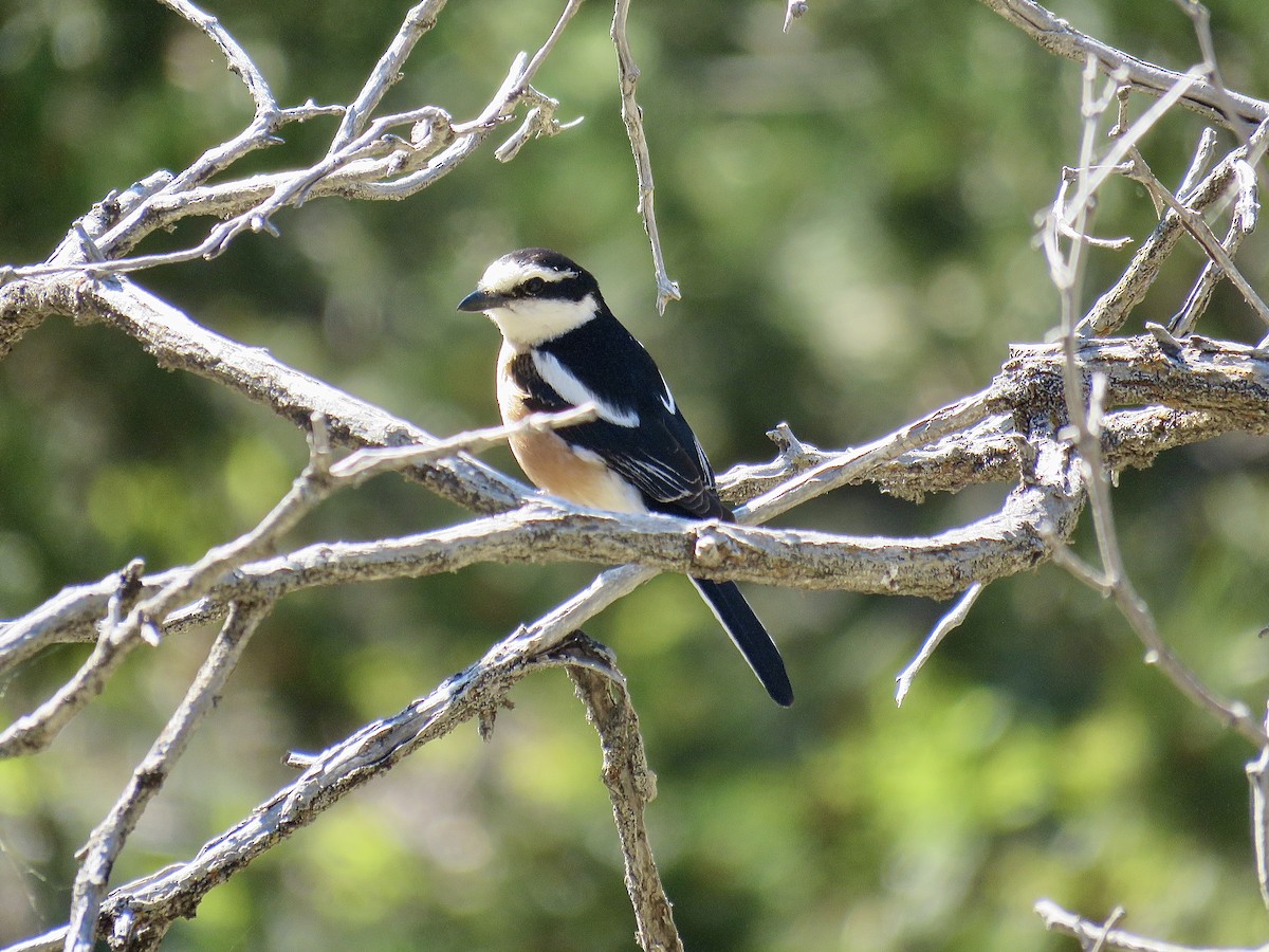 Masked Shrike - ML206630661