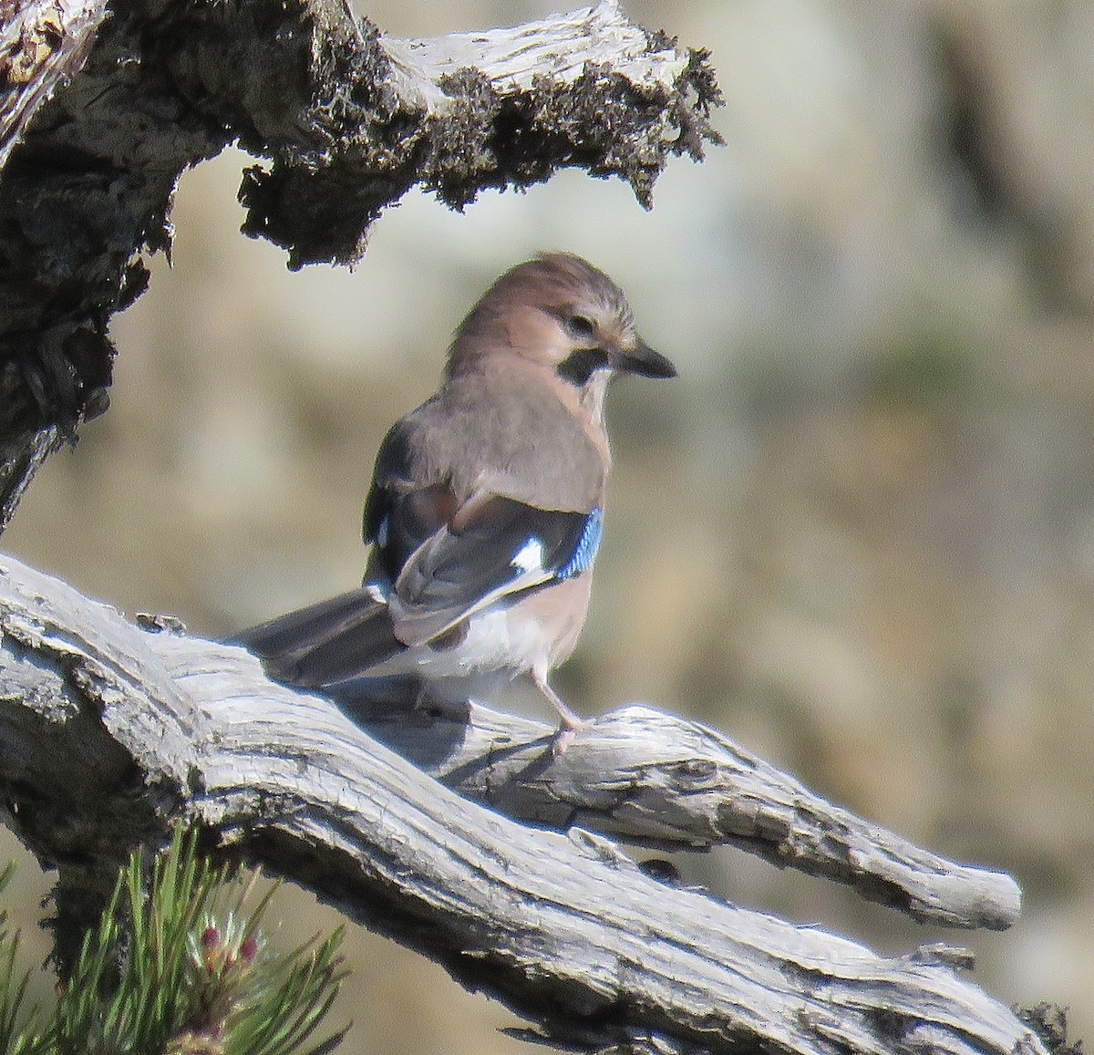 Ятга шаазгай - ML206631151