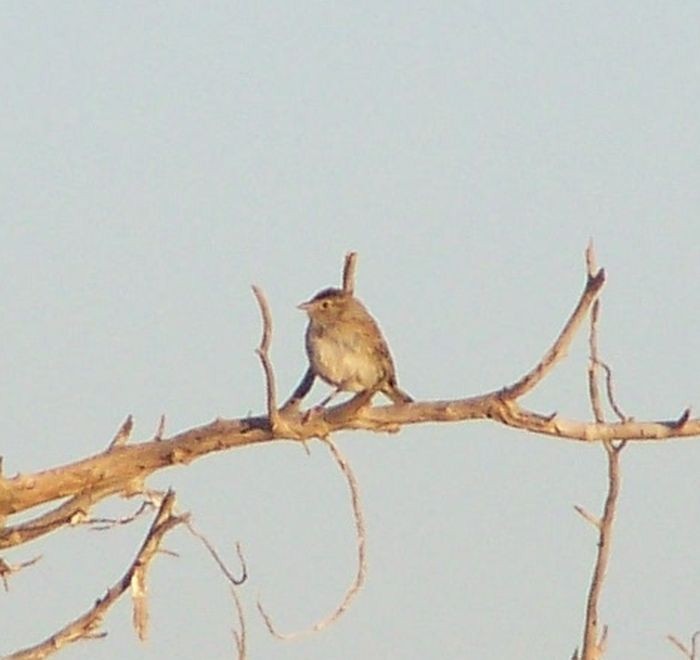 Cassin's Sparrow - ML20663121