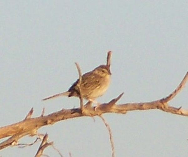 Cassin's Sparrow - ML20663131