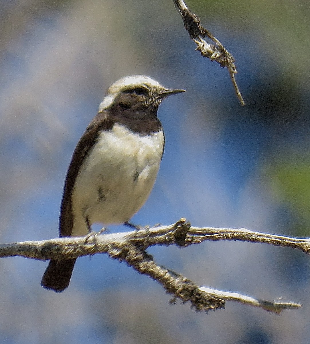 Cyprus Wheatear - ML206631571