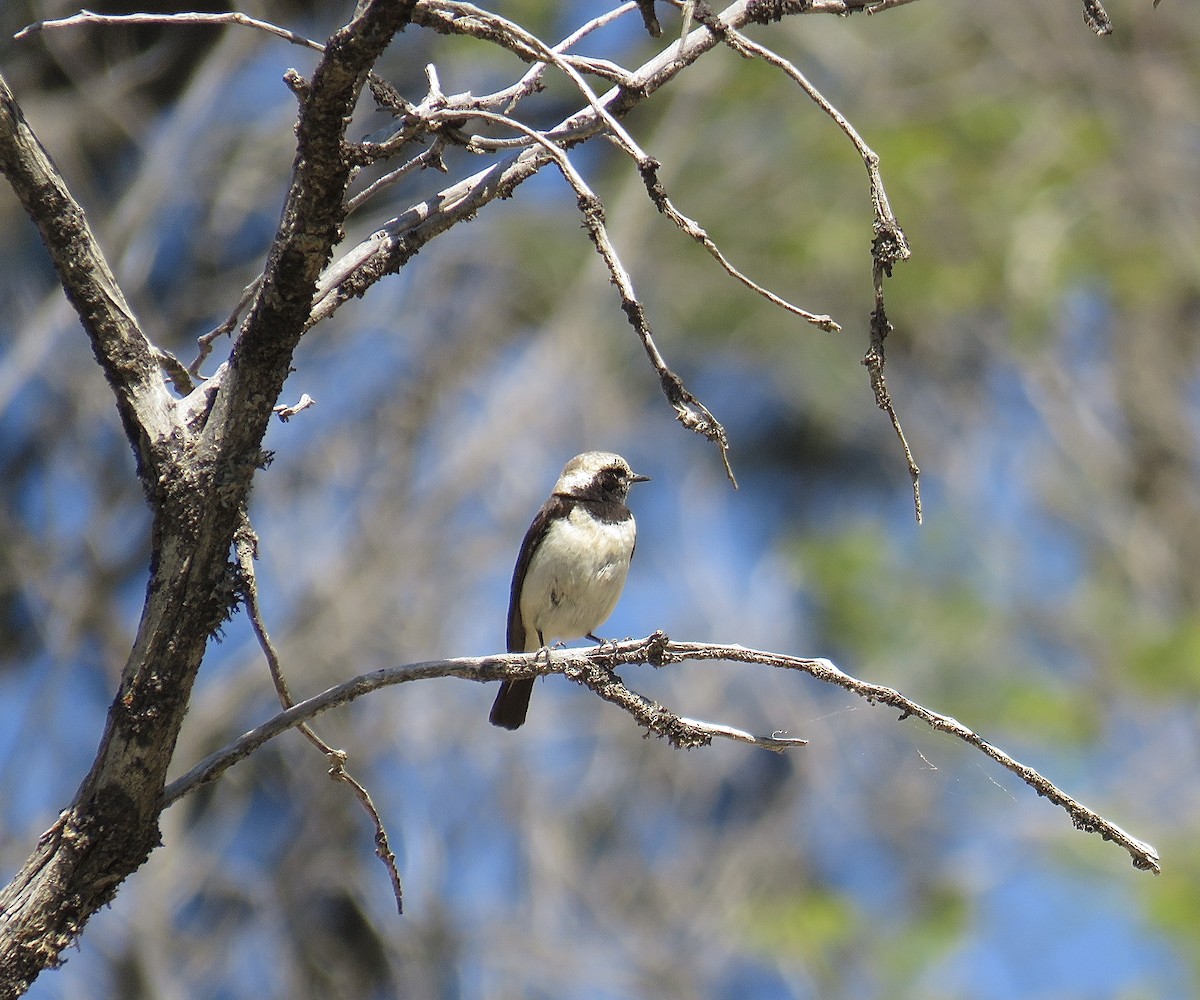 Cyprus Wheatear - ML206631641