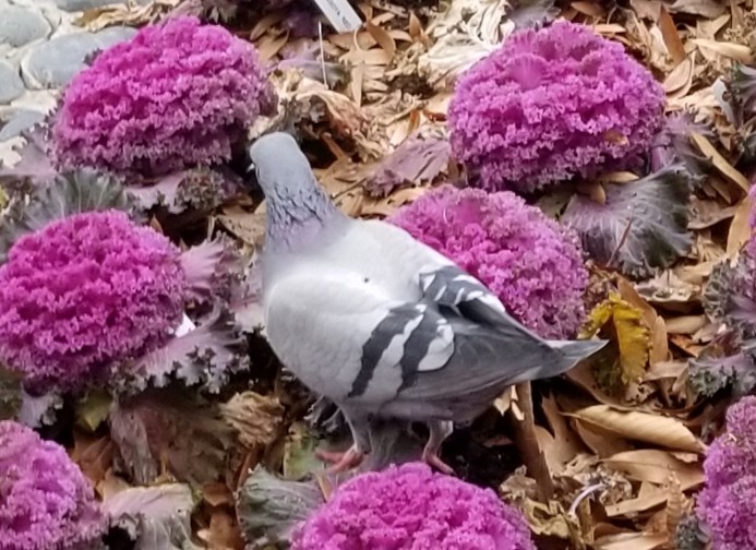 Rock Pigeon (Feral Pigeon) - ML206633461