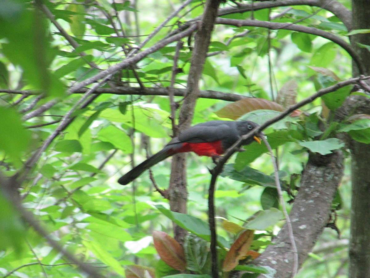 Trogon d'Équateur - ML206633481