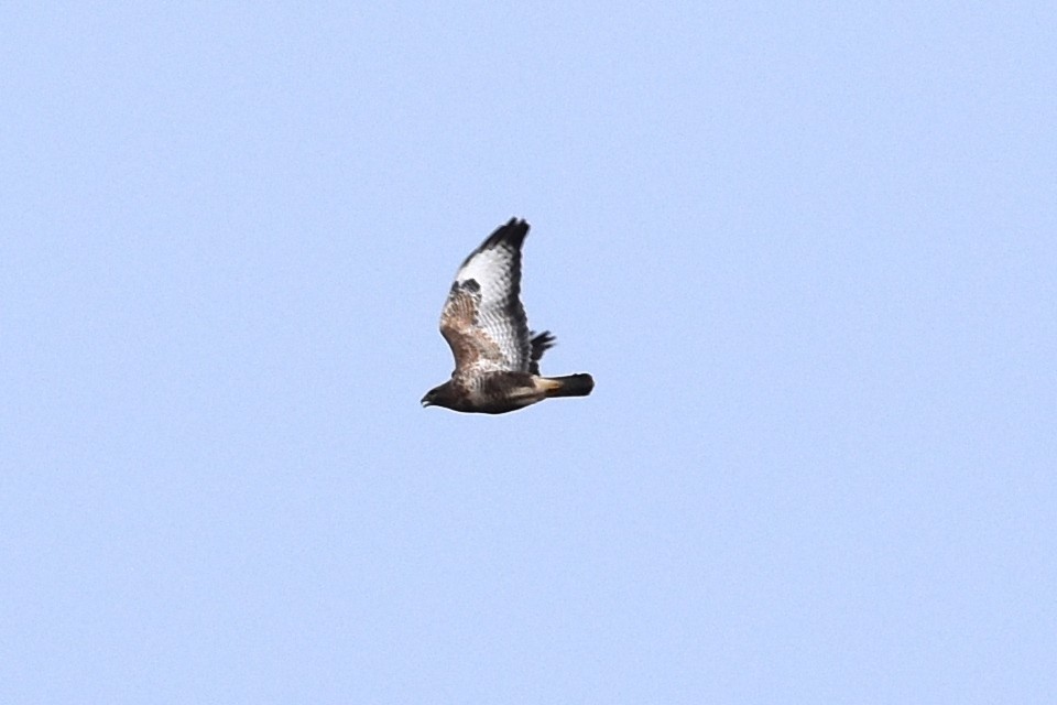 Common Buzzard - ML206633751