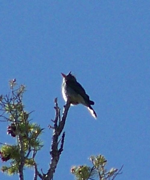 Greater Pewee - Eric Hough