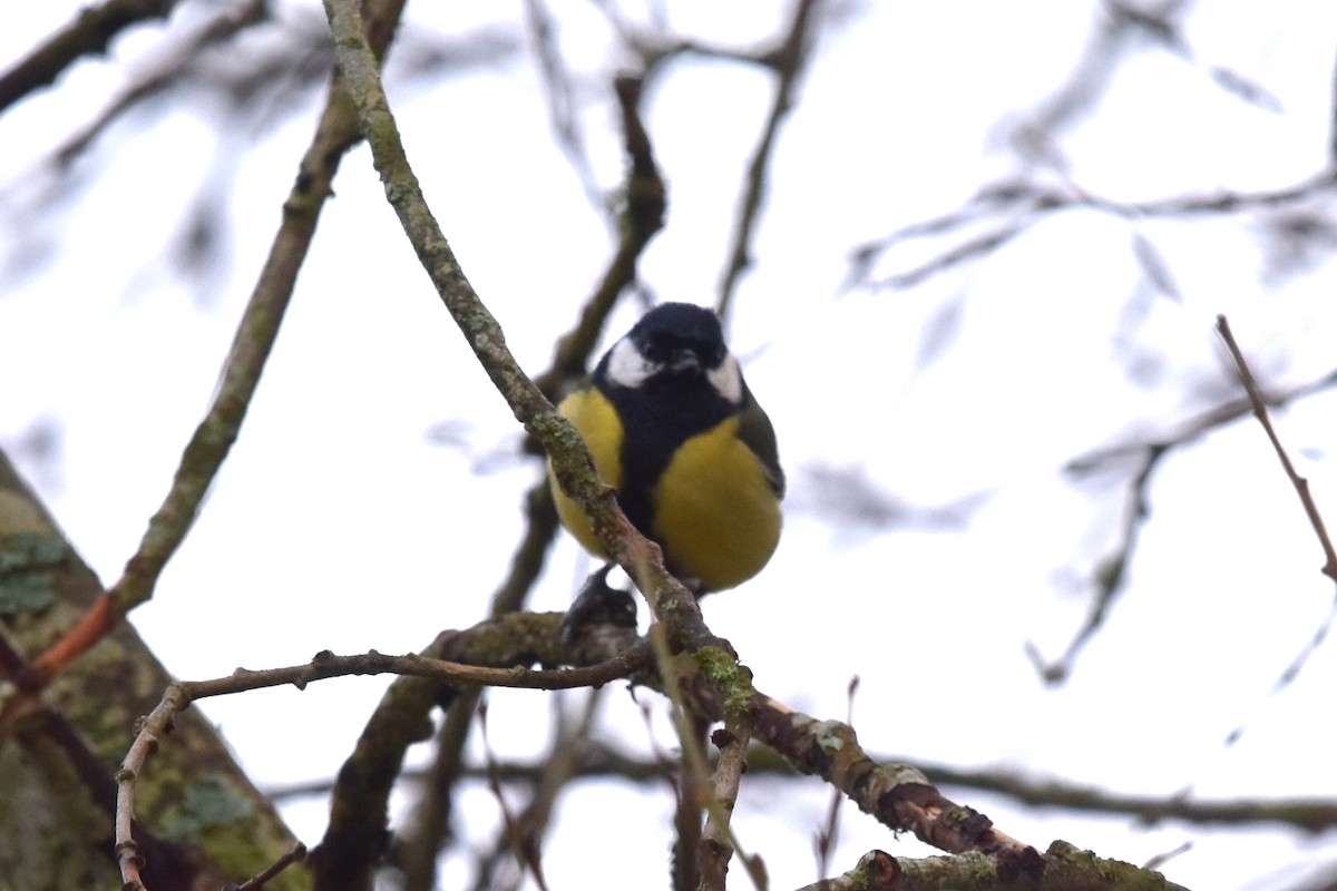 Great Tit - ML206633921