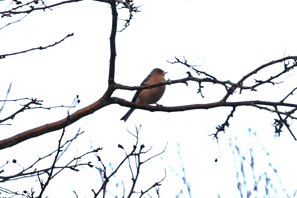 Common Chaffinch - ML206633941