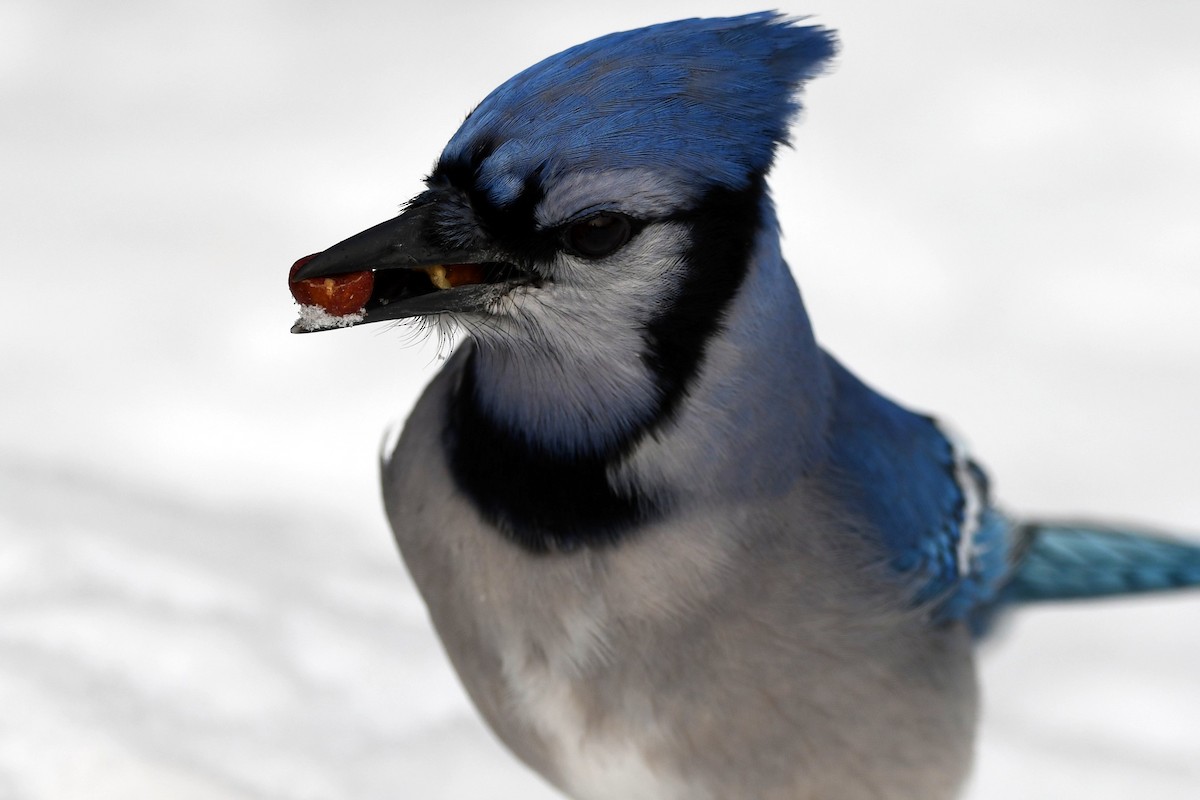 Blue Jay - Nancy Wilcox