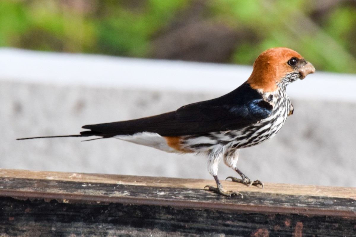 Lesser Striped Swallow - ML206636671