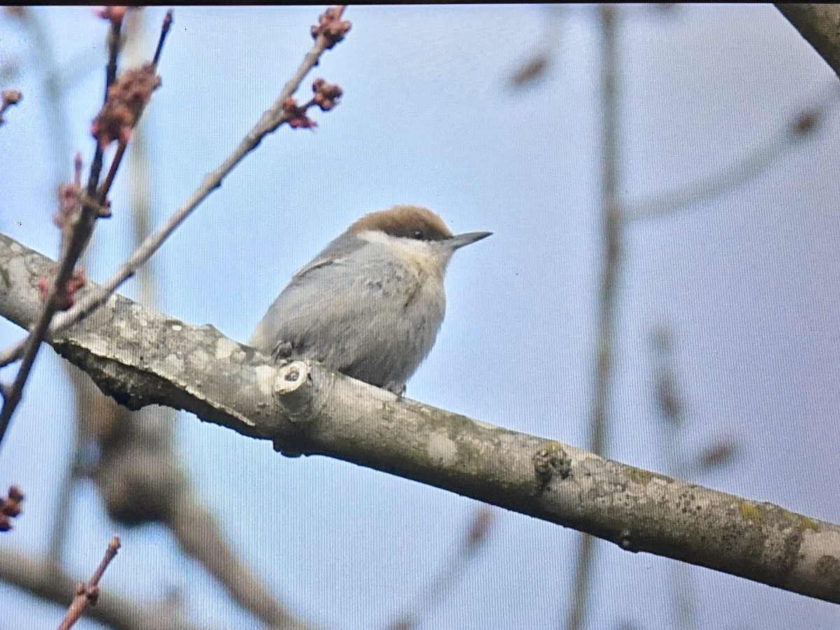 Brown-headed Nuthatch - ML206643131