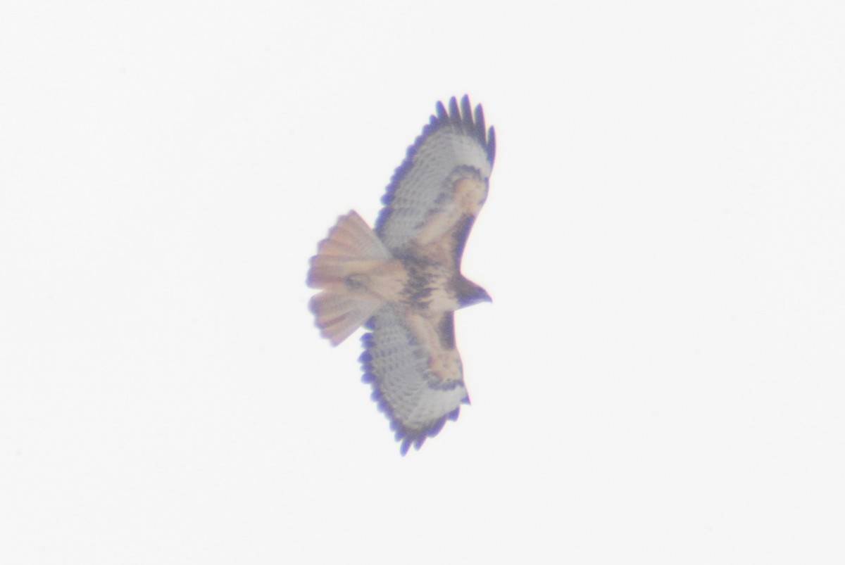 Red-tailed Hawk (calurus/alascensis) - ML206643151