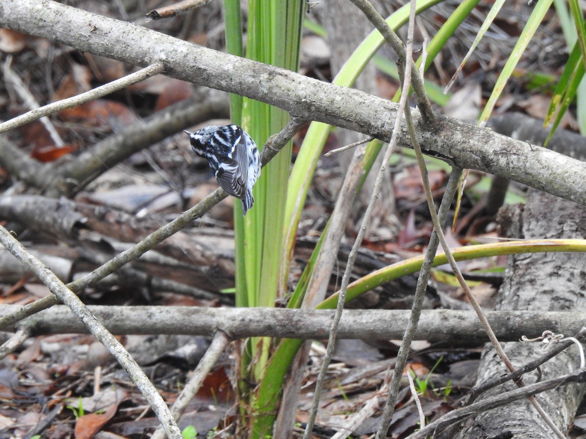 Black-and-white Warbler - ML206643731