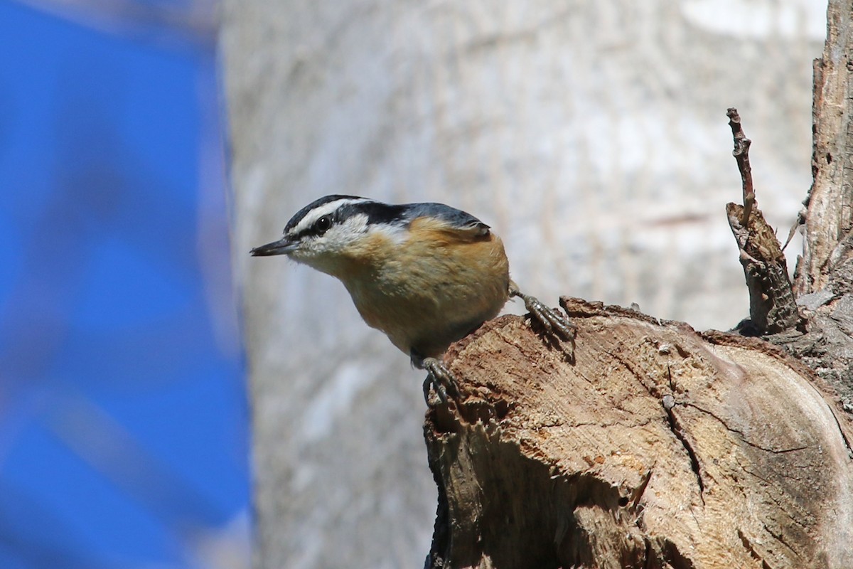 Red-breasted Nuthatch - ML206643931